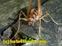 /home//u458753944/public_html/sourcegallery///////////Insects and small critters/grasshoppers and crickets (Orthoptera)/P1030450.JPG